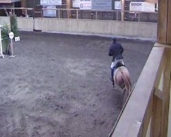Springpferd Lisztdor Rochelais 2 (Selle Français, 1999, von Gunter D'L'Herbage)