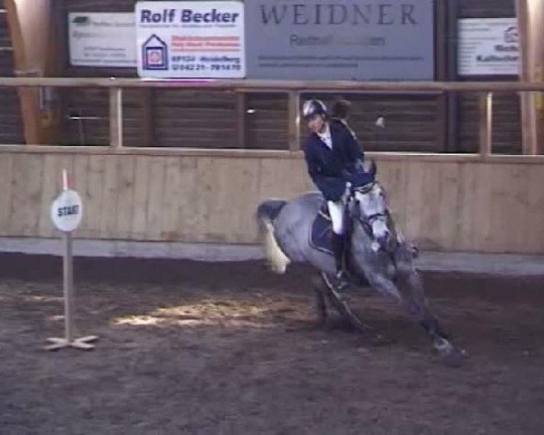 jumper Reglisse du Tillard (Selle Français, 2005, from Parco)
