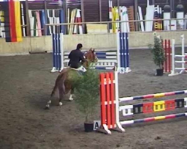 broodmare Ulina XV (Holsteiner, 2004, from Cassini II)