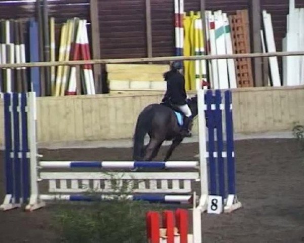 Pferd Da Vinci 171 (Westfale, 2003, von Dream of Heidelberg I)