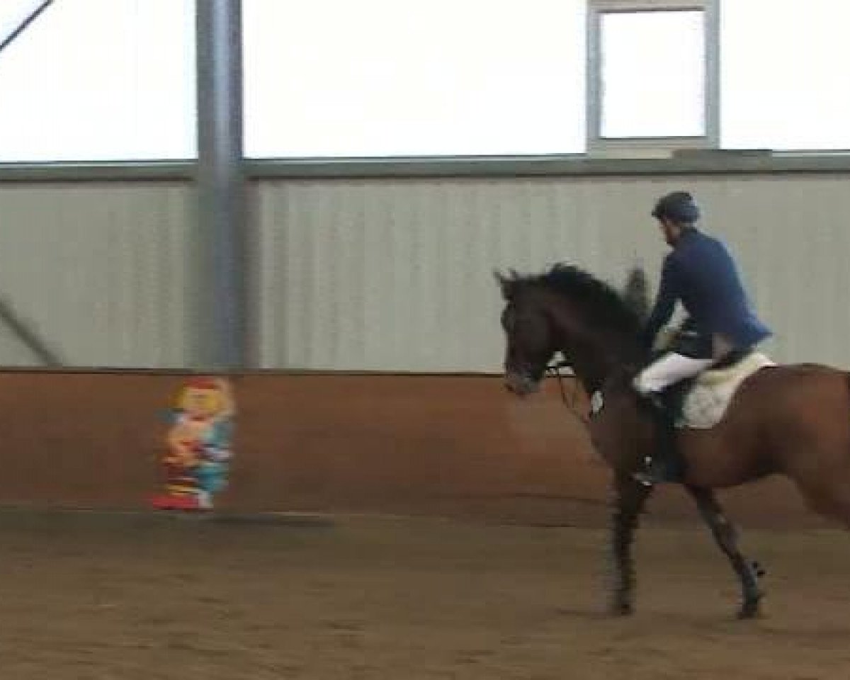 jumper Anymotion 2 (Hanoverian, 2005, from Ars Vivendi)