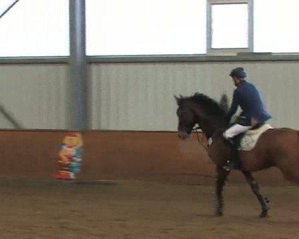 jumper Anymotion 2 (Hanoverian, 2005, from Ars Vivendi)