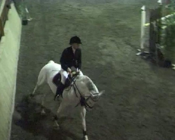 jumper Estrella (Hanoverian, 1999, from Escudo I) jumper Estrella (Hanoverian, 1999, from Escudo I)