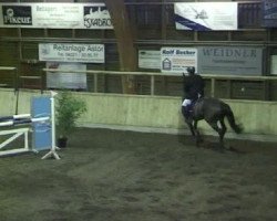 jumper Charmant Comme L'Amour (Holsteiner, 2001, from Coronado I)