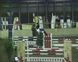 jumper Dublin R (Westphalian, 1997, from Dunhill H)