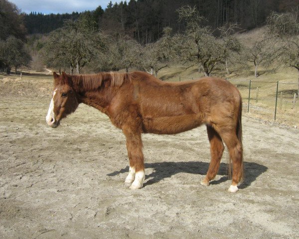 Pferd Aline KB (Württemberger, 1980, von Admiral II)