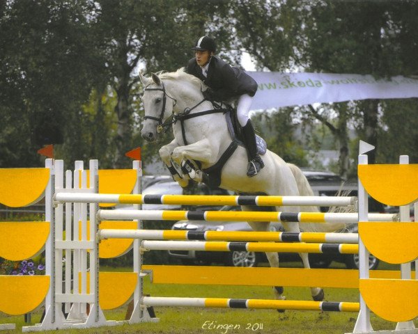 jumper Bar Le Duc (Shagya Arabian, 2000, from Bandoliero xx)