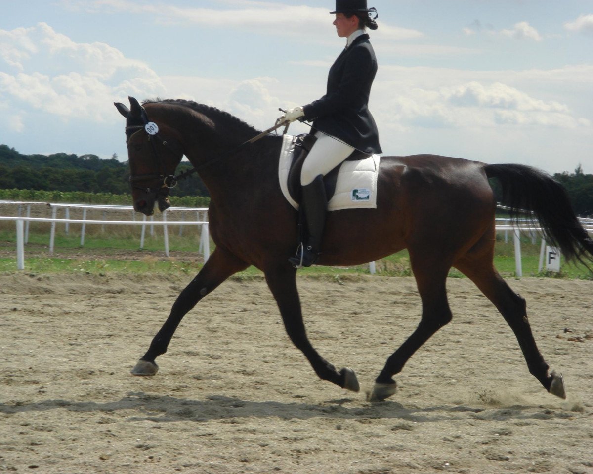 broodmare Dallapiccola 2 (Hanoverian, 1995, from Warkant)