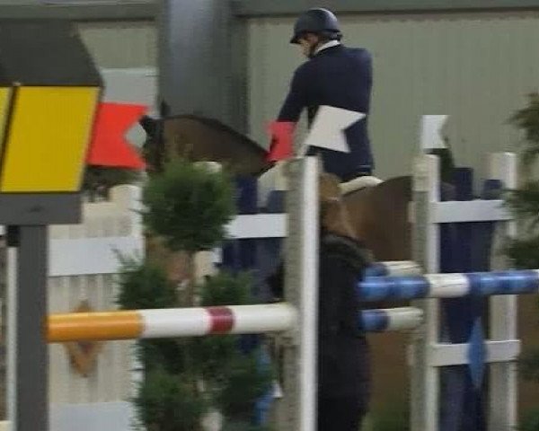 Springpferd Galando H (Hannoveraner, 2004, von Graf Top)