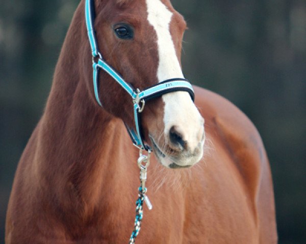 horse SSF Latent Rufous (Appaloosa, 1989, from Ev's Red Baron) horse SSF Latent Rufous (Appaloosa, 1989, from Ev's Red Baron)