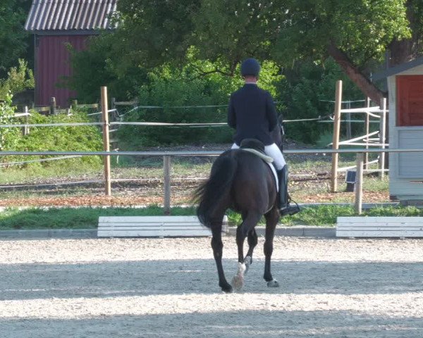 Reitturnier Köngen 2022