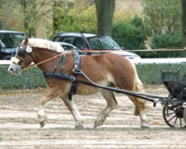 broodmare Elfe von Albersloh (Rhenish-German Cold-Blood, 2003, from Erlander)