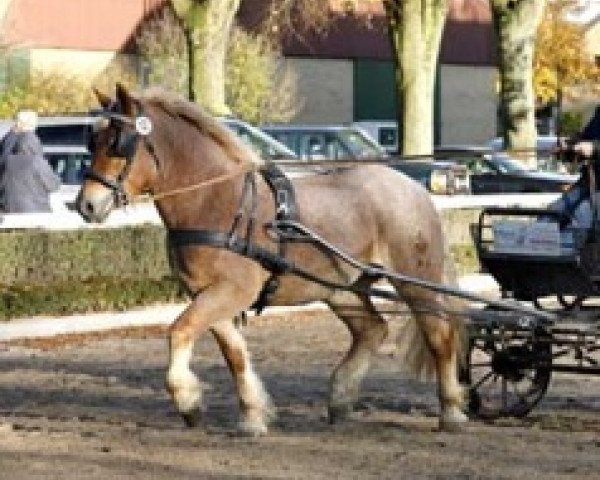 broodmare Helena (Rhenish-German Cold-Blood, 2005, from Hurrican)