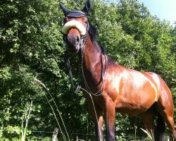 dressage horse Louisiana Hexana (unknown, 2006)