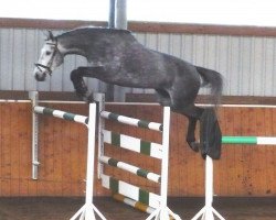 broodmare Debüt (Sachse, 2002, from Carpalo)
