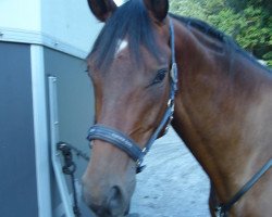 jumper Highlight (Trakehner, 2007, from Heops)