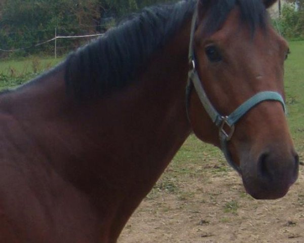 horse Chisum (Bavarian, 2008, from Caretello B)