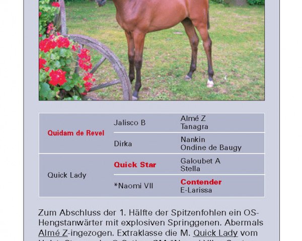 Pferd Quidams Star (Oldenburger Springpferd, 2007, von Quidam de Revel)
