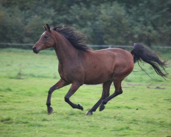 horse Carsal Tashim (Arabian purebred, 2000, from Mak El Ahmar EAO)