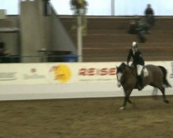 jumper Zemendus (KWPN (Royal Dutch Sporthorse), 2004, from Royal Bravour)