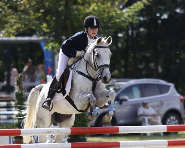 jumper Nikosia VS (German Riding Pony, 1995, from Nic Nimbo) jumper Nikosia VS (German Riding Pony, 1995, from Nic Nimbo)