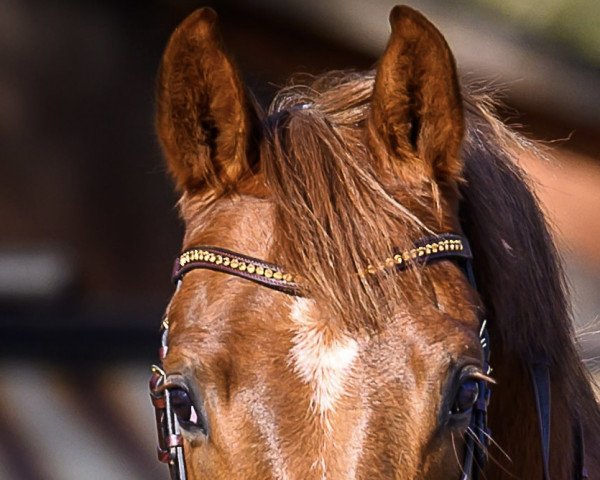 dressage horse Daddy Cool 64 (Westphalian, 2018, from Blue Hors Dreamline)