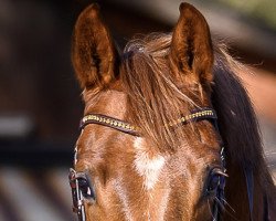 dressage horse Daddy Cool 64 (Westphalian, 2018, from Blue Hors Dreamline)
