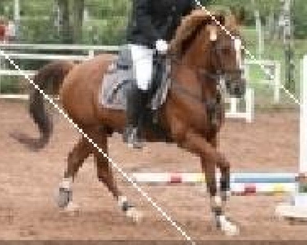 horse Shadow (Paint Horse, 1998, from Skipper)