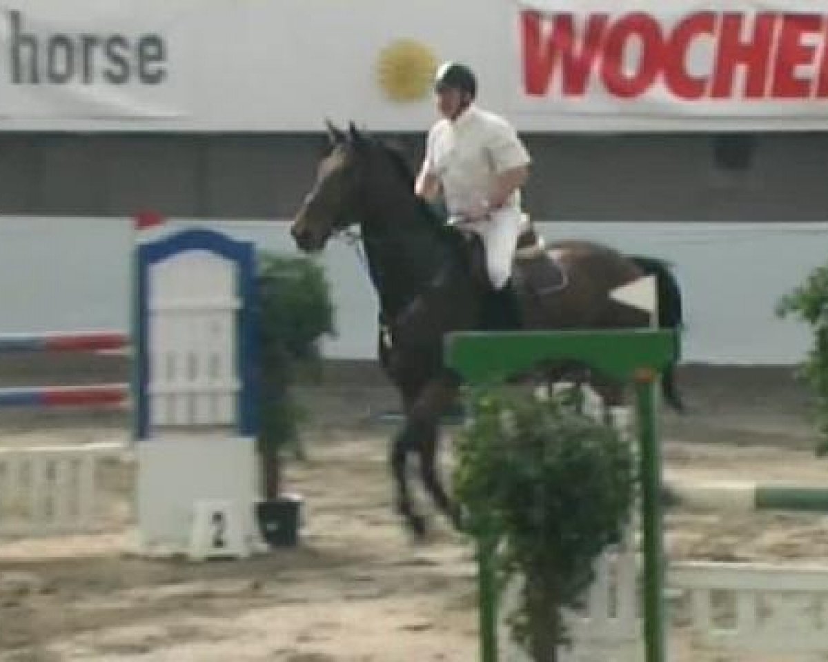 Jumper Conelli 3 (Holsteiner, 2003, from Con Air)