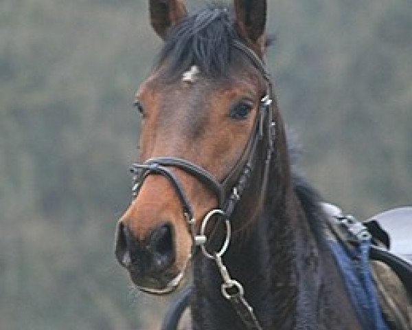 horse Monthaer (Holsteiner, 2008, from Montender)