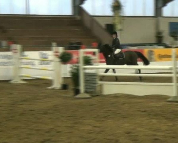 jumper Balou's black Berry (German Sport Horse, 2005, from Balou du Rouet)