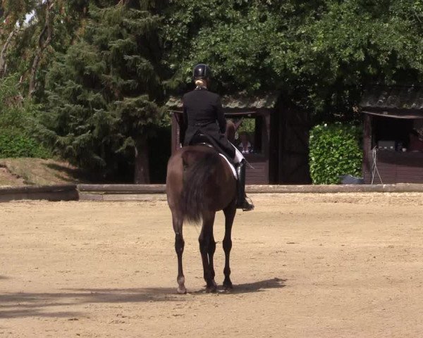 Reitturnier Datteln 2022