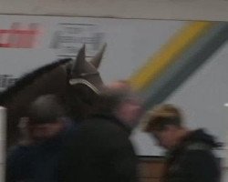 dressage horse Quax 53 (Holsteiner, 2007, from Quite Capitol)