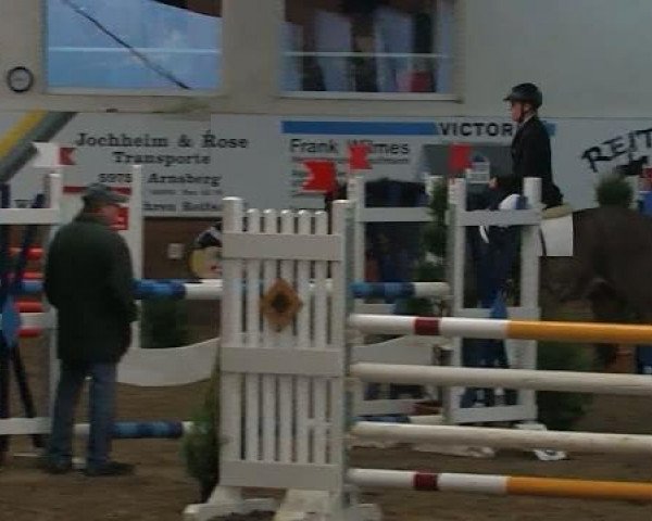 Springpferd Leonardo 477 (Westfale, 1998, von Lancer III)