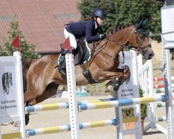 Springpferd Top Roland (Holländisches Reitpony, 1999, von Unbekannt Pony)