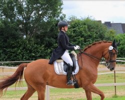 dressage horse Bakirenio (Oldenburg, 2012, from Bordeaux 28)