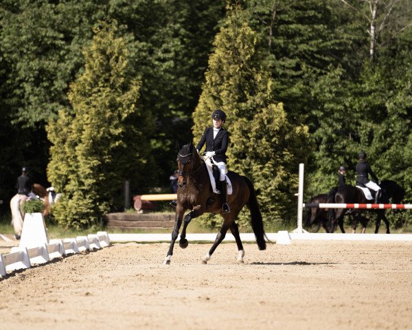 broodmare Carrie Bradshaw 5 (Hanoverian, 2015, from Compliment)