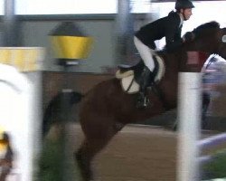 jumper Calimero 267 (German Warmblood, 1998, from Unbekannt)