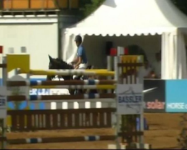 broodmare Quinny Linny (Württemberger, 2004, from Quattro B)