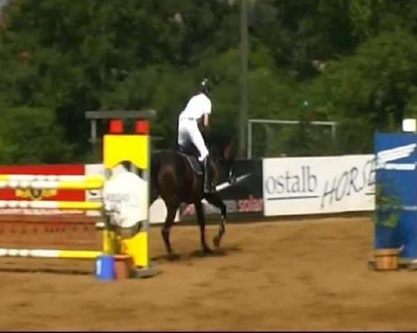 jumper Tillora B (Holsteiner, 2003, from Limbus)