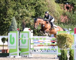 jumper Concordia Z (Zangersheide riding horse, 2012, from Chiquitano Z)