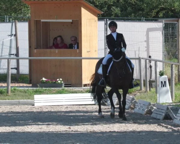 Reitturnier Köngen 2022