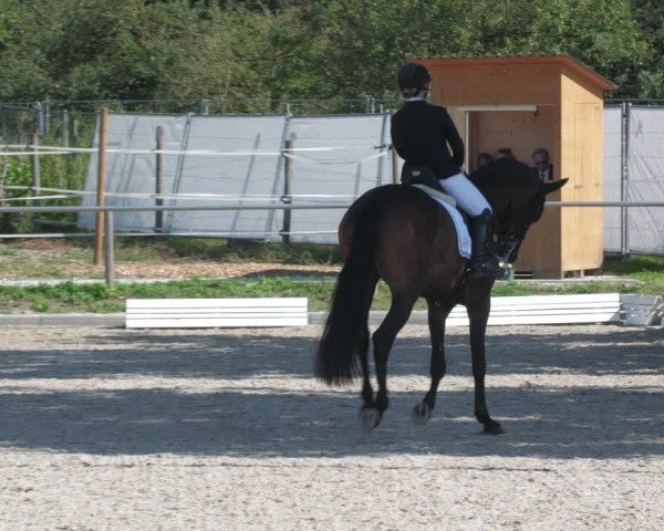 Reitturnier Köngen 2022