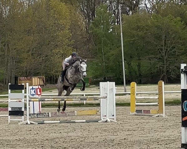 jumper Lamborghini (KWPN (Royal Dutch Sporthorse), 2016, from Casco 4)