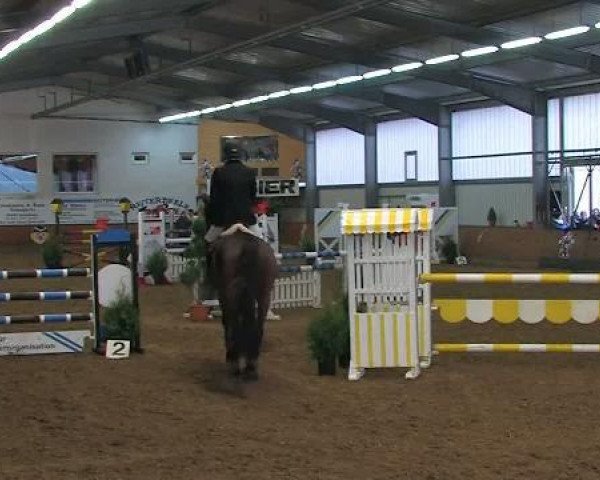 jumper Freddy 241 (Westphalian, 2004, from Foster)