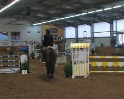 jumper Freddy 241 (Westphalian, 2004, from Foster)