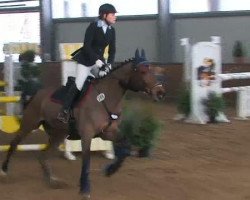 Zuchtstute Queinette (Schwedisches Warmblut, 2003, von Quite Easy I)