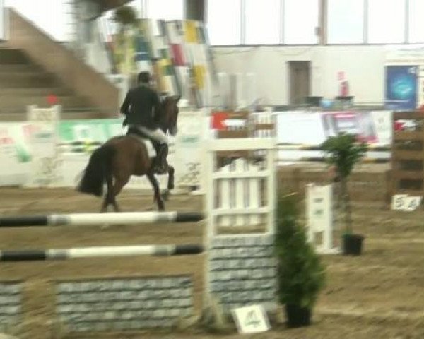 jumper Pentagon 86 (Westphalian, 2006, from Peking)
