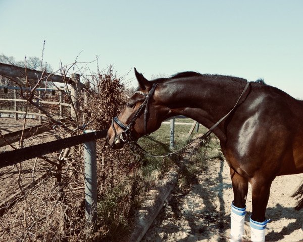 horse Frieda Ballerina LK (Westphalian, 2015, from Feedback 16)