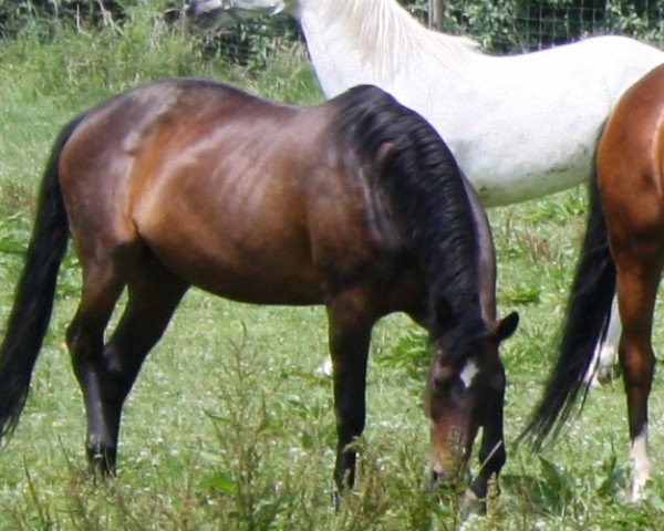 Zuchtstute Mimosa (Württemberger, 1990, von Matcho Son) Zuchtstute Mimosa (Württemberger, 1990, von Matcho Son)